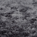 Килим Papilio Rugs RPGENE-4004